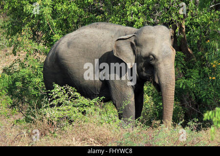 Lankesian Elefant (Elephas Maximus Maximus) im Busch. Yala National Park, Sri Lanka Stockfoto