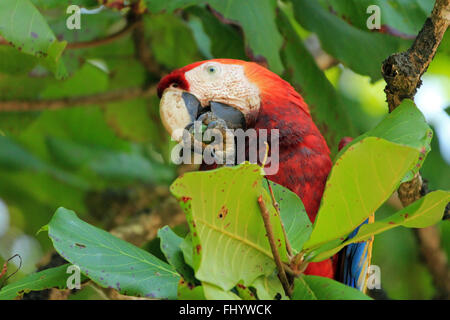 Hellroten Aras (Ara Macao) eine Frucht essen. San Pedrillo, Corcovado, Costa Rica Stockfoto