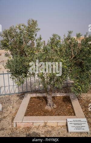 Ein Olivenbaum gepflanzt von Papst Johannes Paul II am Berg Nebo, Haschemitischen Königreich Jordanien, Naher Osten. Stockfoto