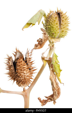 stark giftige Thornapple (Datura Stramonium) auf weiß Stockfoto