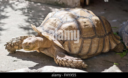 Schuss der großen Schildkröte hautnah Stockfoto