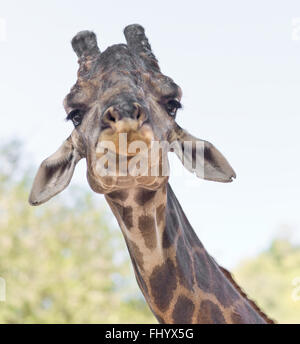 Schuss von Giraffen hautnah Stockfoto