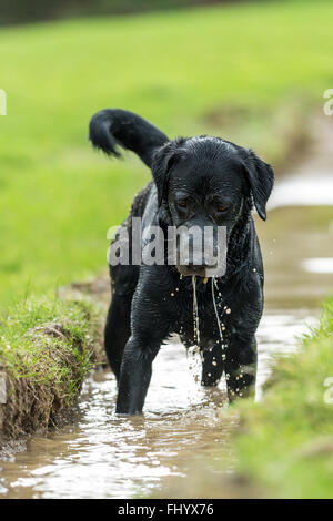 Schwarze Labrador Hund spielen in schlammigen Pfützen Stockfoto