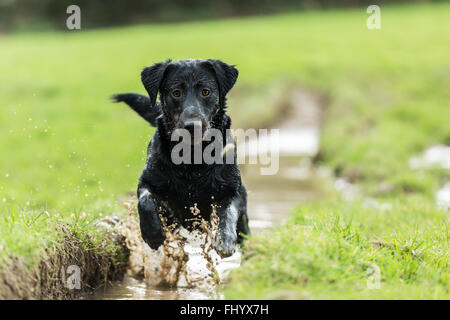 Schwarze Labrador Hund spielen in schlammigen Pfützen Stockfoto