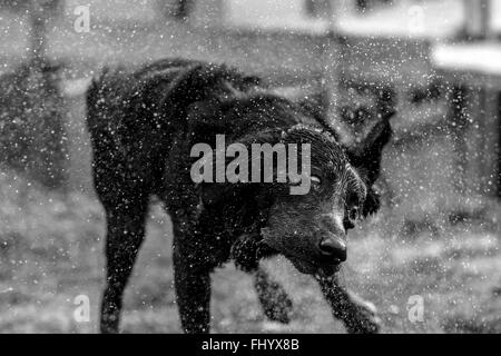 Schwarze Labrador Hund trocken schütteln Stockfoto