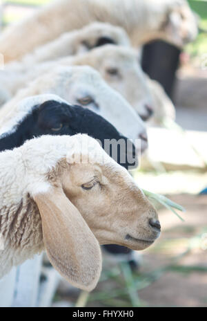 Zeile Schafe in einer farm Stockfoto