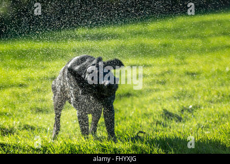 Schwarze Labrador schütteln sich trocken in einem grünen Feld Stockfoto