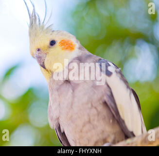 Nahaufnahme von Papagei, Nymphicus hollandicus Stockfoto