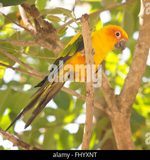 Sun Conure auf einem Ast Stockfoto