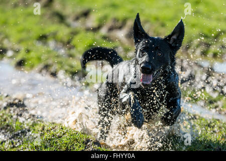 Schwarze Labrador Hund spielen in schlammigen Pfützen Stockfoto