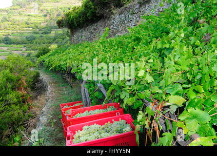 Italienische Trauben in Eimern, die darauf warten, in Sciacchetrà Weinberg, Corniglia, Cinque Terre, Ligurien, Italien, Europa gedrückt werden Stockfoto