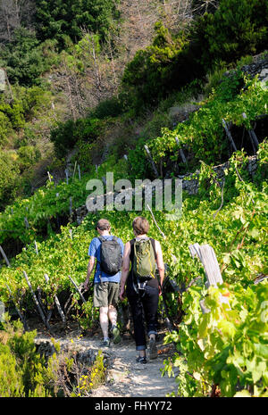 Wanderer im Weinberg Sciacchetrà Corniglia, Cinque Terre, Ligurien, Italien, Europa, Stockfoto