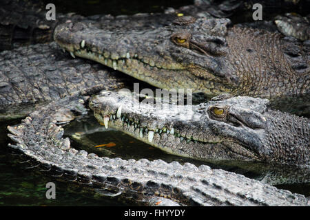 MIRI/MALAYSIA - 24. November 2015: Agglomeration der Krokodile im Wasser in Borneo an der Grenze zwischen Malaysia und Bru Stockfoto