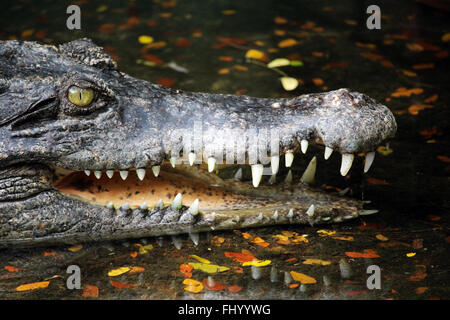 MIRI/MALAYSIA - 24. November 2015: ein Krokodil mit großen Zähnen in Borneo Stockfoto