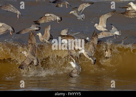 Silbermöwen Larus Argentatus unreife Vögel füttern im Surf-Ostküste Stockfoto