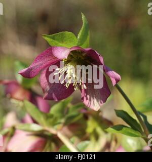 Dunkel rosa rote Nieswurz Blüte in der Februar-Sonne Stockfoto