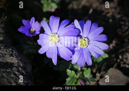 3 blaue Balkan Anemone Blumen oder Windflowers, Anemone Blanda, in der Frühlingssonne, zeigen blau lila Kelchblätter & grünen Staubblättern Stockfoto