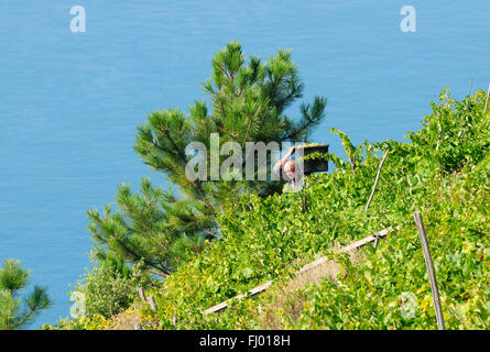 Ein Weinberg Schiacchetrà Rebe mit Blick auf die Küste auf den Klippen des Mittelmeeres an der italienischen Riviera, Corniglia Stockfoto