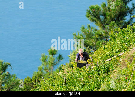 Ein Weinberg mit Blick auf die Küste auf den Klippen des Mittelmeeres an der italienischen Riviera, Corniglia Stockfoto