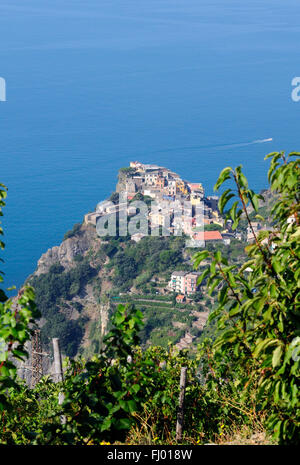 Ein Weinberg mit Blick auf die Küste auf den Klippen des Mittelmeeres an der italienischen Riviera, Corniglia Stockfoto