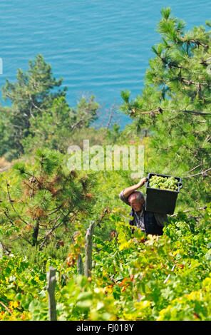 Ein Weinberg mit Blick auf die Küste auf den Klippen des Mittelmeeres an der italienischen Riviera, Corniglia Stockfoto