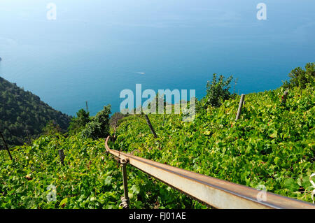 Ein Weinberg mit Blick auf die Küste auf den Klippen des Mittelmeeres an der italienischen Riviera, Corniglia Stockfoto