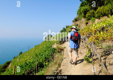 Wanderer im Weinberg Sciacchetrà Corniglia, Cinque Terre, Ligurien, Italien, Europa, Stockfoto