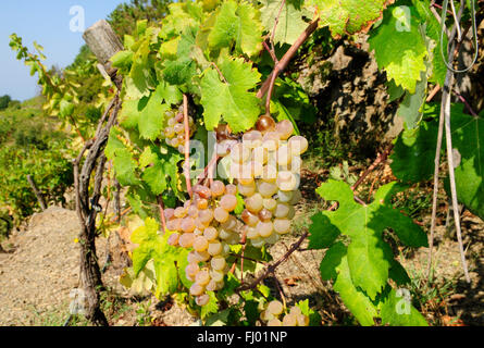 Reihe von weißen Trauben am Rebstock, Sciacchetrà Weinberg, Corniglia, Cinque Terre, Ligurien, Italien. Stockfoto