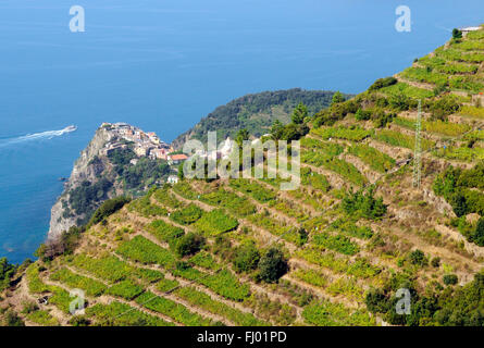 Ein Weinberg mit Blick auf die Küste auf den Klippen des Mittelmeeres an der italienischen Riviera, Corniglia Stockfoto