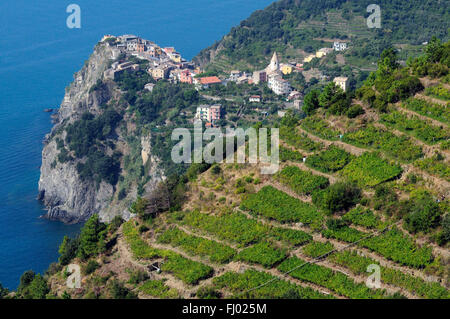 Ein Weinberg mit Blick auf die Küste auf den Klippen des Mittelmeeres an der italienischen Riviera, Corniglia Stockfoto