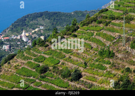 Ein Weinberg Schiacchetrà Rebe mit Blick auf die Küste auf den Klippen des Mittelmeeres an der italienischen Riviera, Corniglia Stockfoto