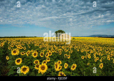 Blühenden Sonnenblumenfeld (Helianthus), Plateau von Valensole, in der Nähe von Valensole, Provence-Alpes-Côte d ' Azur, Frankreich Stockfoto