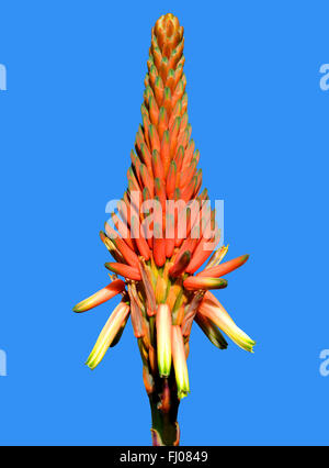 Aloe Arborescens "Compton" Stockfoto