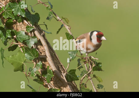 Europäische Stieglitz (Zuchtjahr Zuchtjahr) auf Efeu bedeckt branch Stockfoto