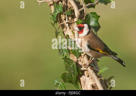 Europäische Stieglitz (Zuchtjahr Zuchtjahr) auf Efeu bedeckt branch Stockfoto