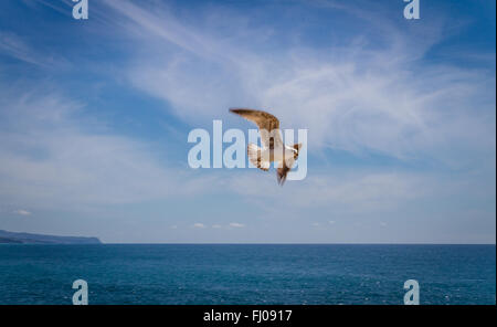 Möwe in Ericeira, Portugal Stockfoto