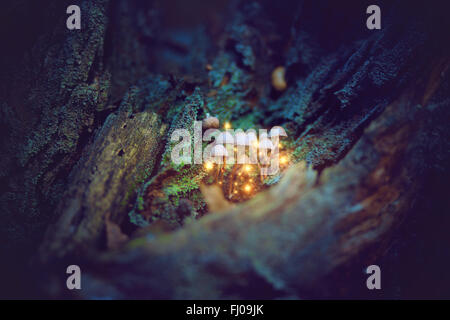 Magische Pilze in einem dunklen Wald versteckt. Fantasy und Märchen Stockfoto