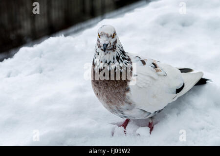 Porträt der Taube auf Schnee im winter Stockfoto