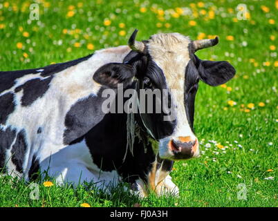 Berühmten schwarz-weiß Freiburg Kuh ruht auf der Wiese von Springtime, Schweiz Stockfoto