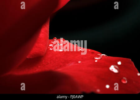 Tautropfen auf den Blättern von rote Rosen Stockfoto