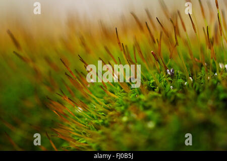 Close-up auf einem Patch von grünem Moos mit Samen Stockfoto