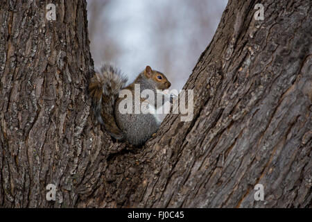 Östliche Grauhörnchen. Stockfoto