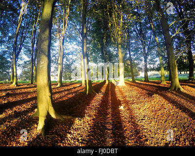 Studium des späten Nachmittags Licht in einem frühen herbstlichen Umgebung kommen durch die Buchenbäume und machen lange Schatten Muster South Downs, West Sussex, UK Stockfoto