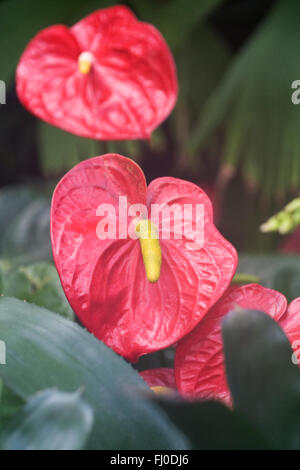 Anthurium "Royal Champion" Spathes in einer geschützten Umgebung wachsen. Stockfoto