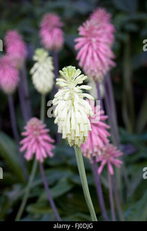 Veltheimia Bracteata 'Zitrone Flame' Blumen. Stockfoto