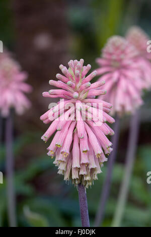 Veltheimia Bracteata Blumen wachsen in einer geschützten Umgebung. Stockfoto