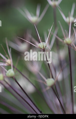 Eine Nahaufnahme von einem Allium Saatgut Kopf Stockfoto