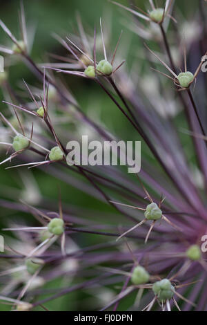 Eine Nahaufnahme von einem Allium Saatgut Kopf Stockfoto