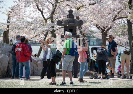 WASHINGTON DC, USA-Touristen neben dem 16. Jahrhundert japanischen Stein Laterne neben dem Tidal Basin, unter den Kirschblüten, in Washington DC. Stockfoto