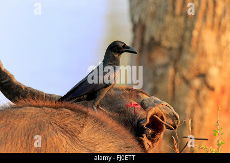 Haus-Krähe, Erwachsene ernähren sich von Verletzungen des gebrochenen Horn vom Wasserbüffel, Bundala Nationalpark, Sri Lanka, Asien / (Corvus Splendens) Stockfoto